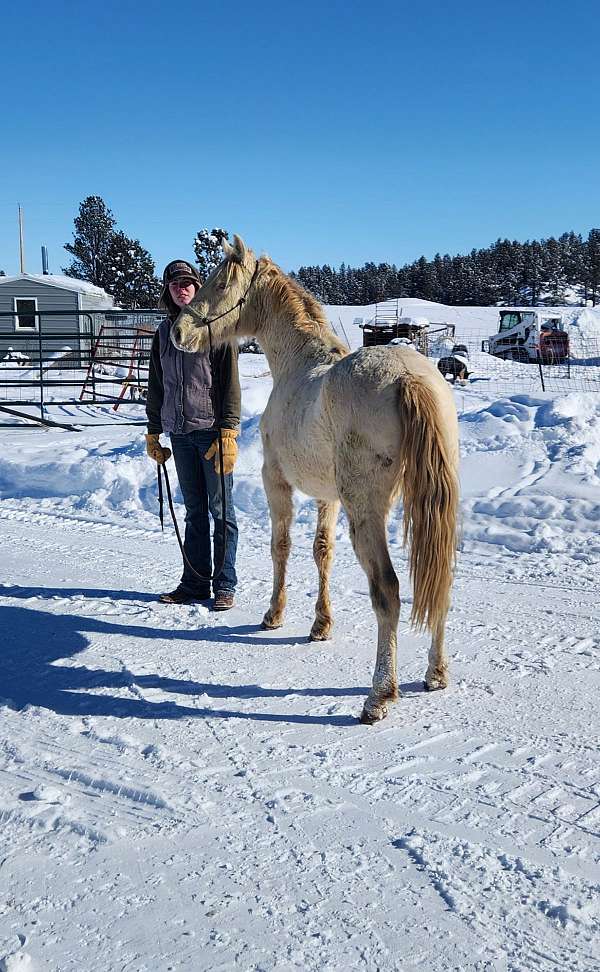 pre-andalusian-pony-stallion