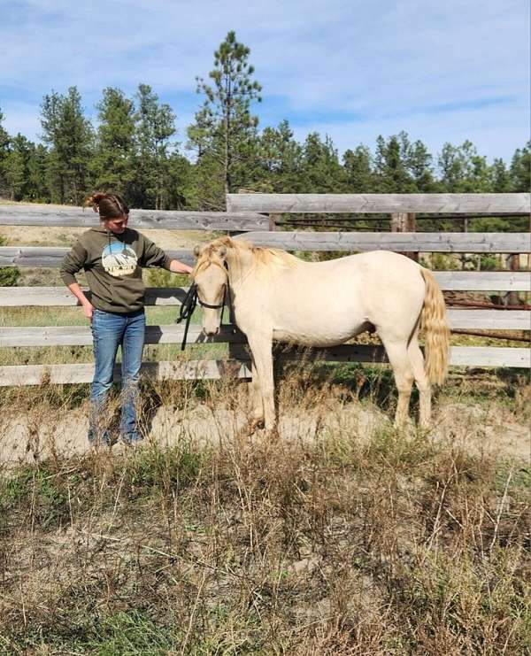 pre-andalusian-pony-gelding