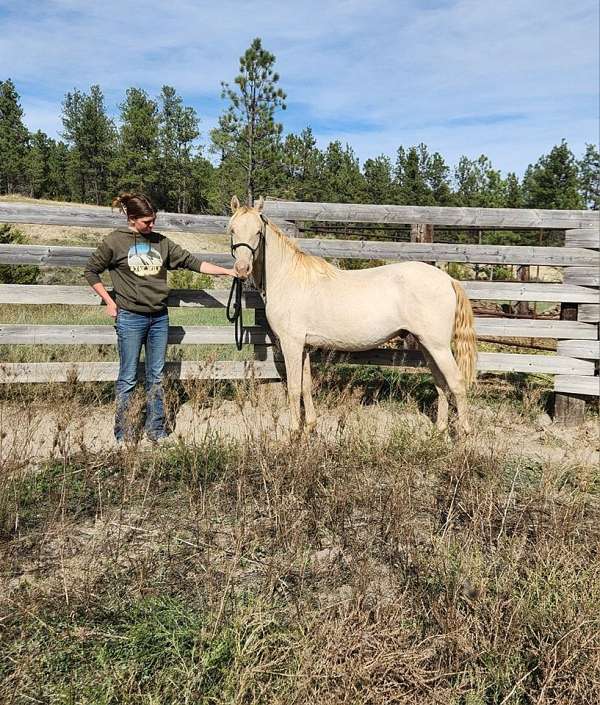 pre-andalusian-pony-mare