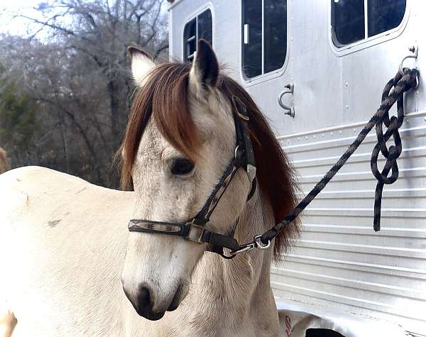 advanced-paso-fino-horse