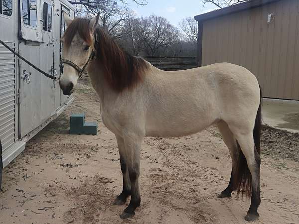 beautiful-buckskin-paso-fino-horse