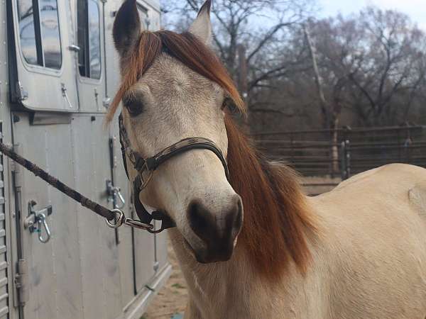 camping-paso-fino-horse