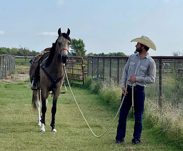 pinto-tobiano-gelding-for-sale