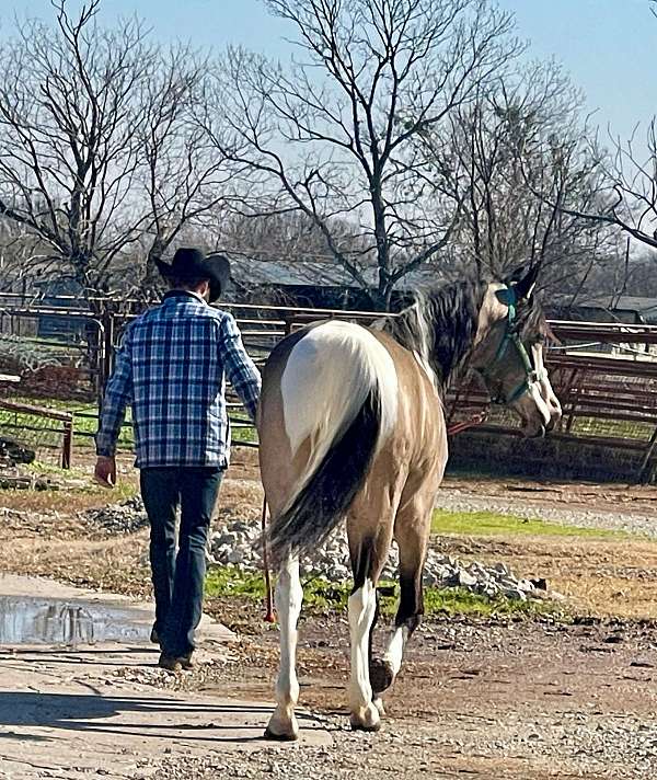 pinto-tobiano-pinto-gelding