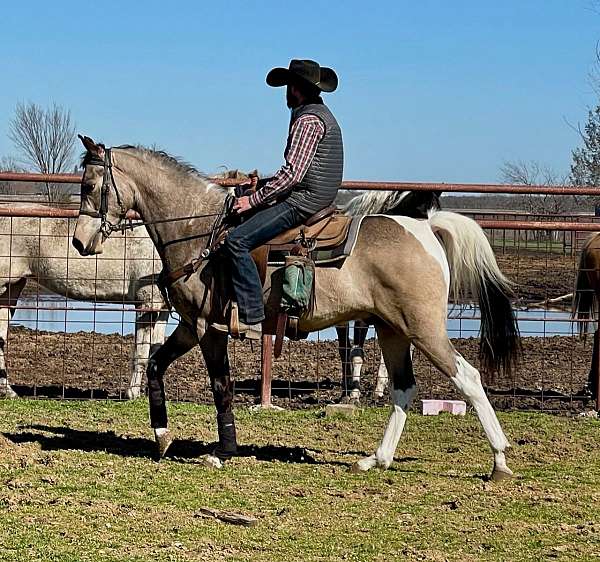 pinto-tobiano-arabian-gelding