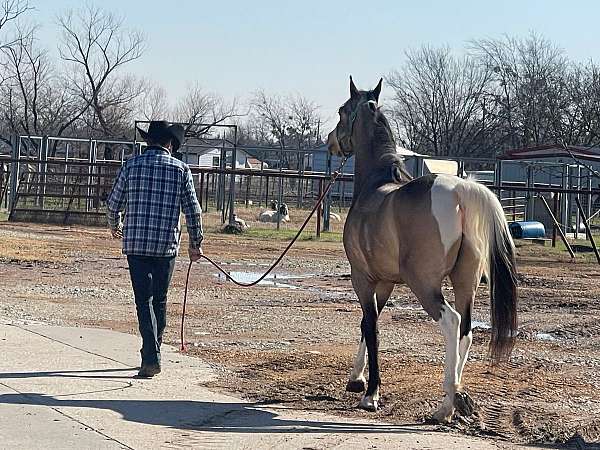 pinto-tobiano-half-arabian-gelding