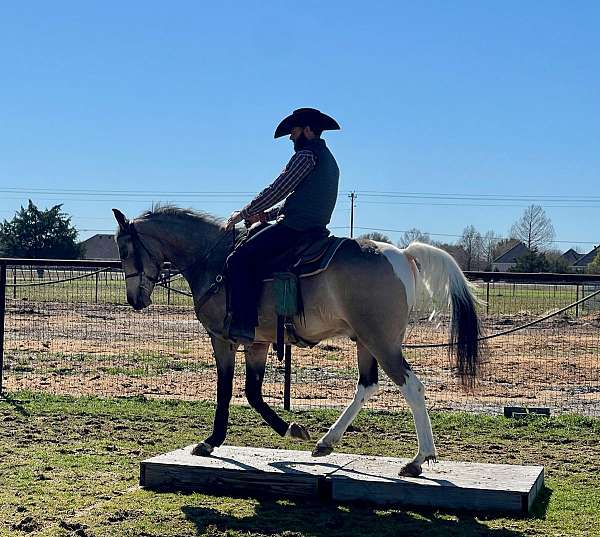 cowboy-half-arabian-horse