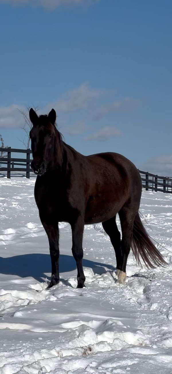 black-bay-dutch-warmblood-horse