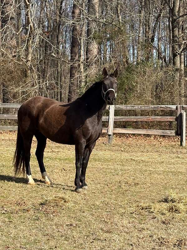 classic-dutch-warmblood-horse