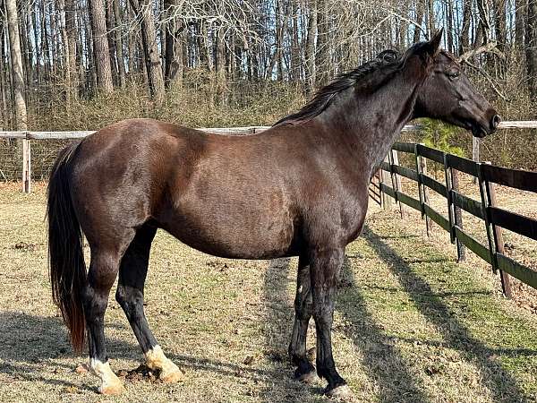 dentist-dutch-warmblood-horse