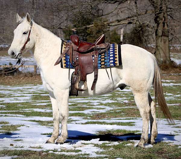 trail-riding-quarter-horse