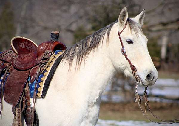 gelding-quarter-horse