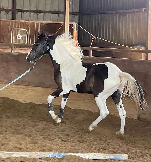 black-half-arabian-filly