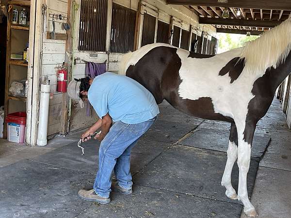 14-hand-half-arabian-filly