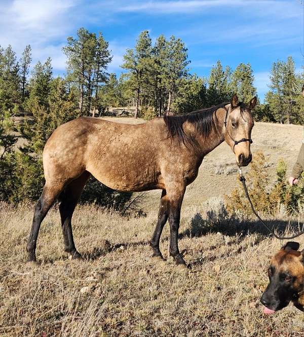 foundation-andalusian-paint-horse