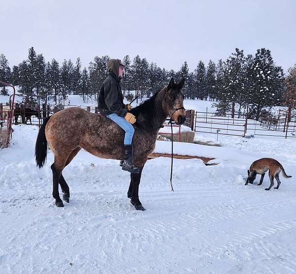 ranch-andalusian-paint-horse