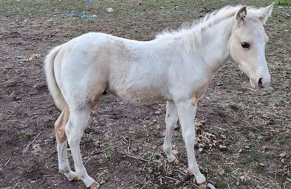 tobiano-horse