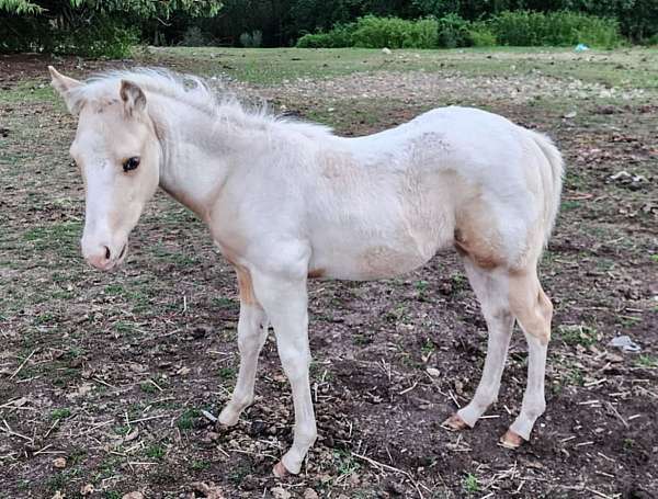 palomino-tobiano-horse