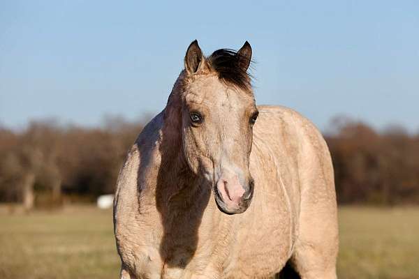 barrel-pony