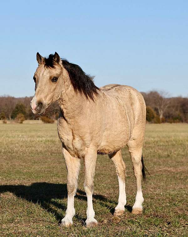 barrel-racing-pony