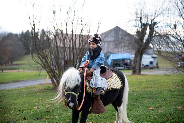 stallion-started-under-saddle-stallion