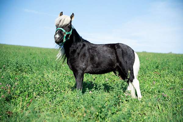 stallion-started-under-saddle