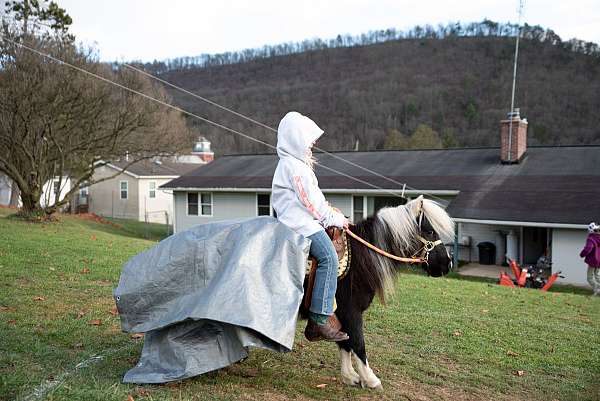 stallion-started-under-saddle-pony