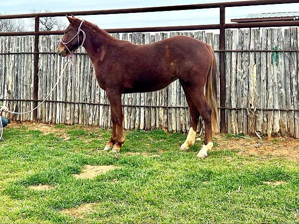 aqha-quarter-horse