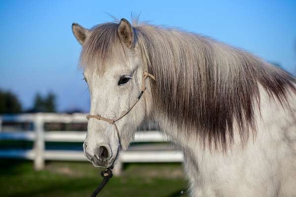 icelandic-gelding