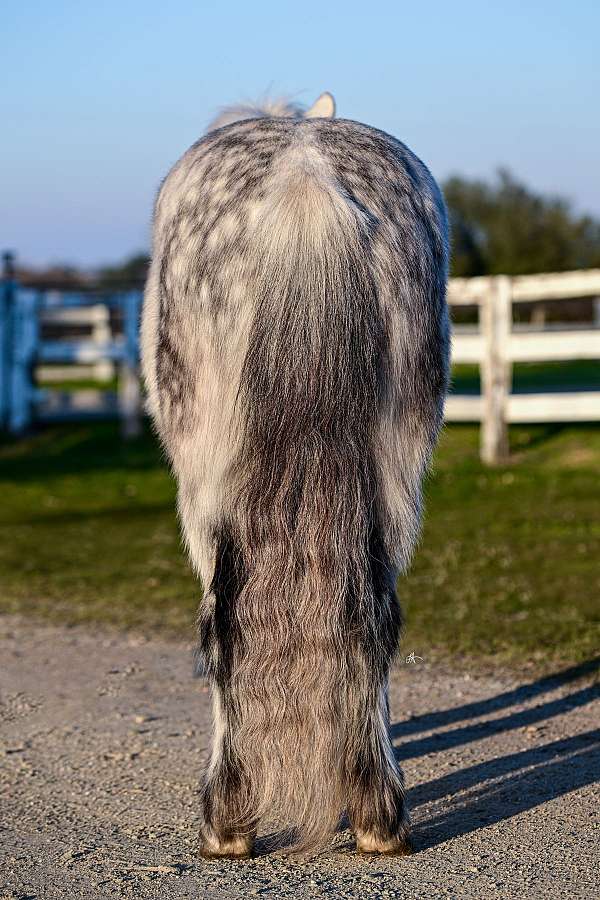 icelandic-horse