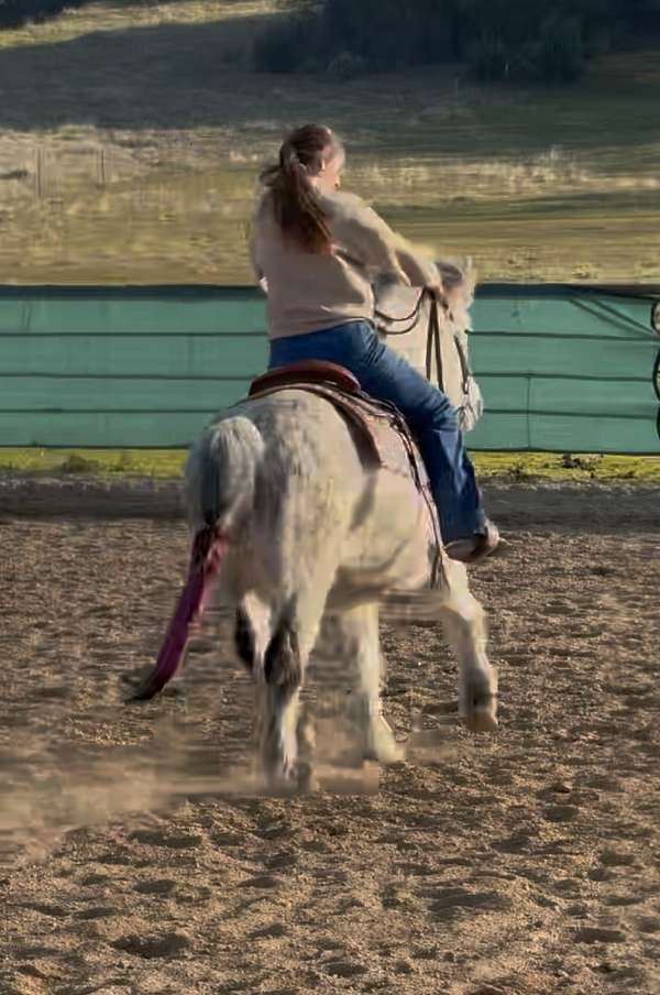 best-icelandic-horse