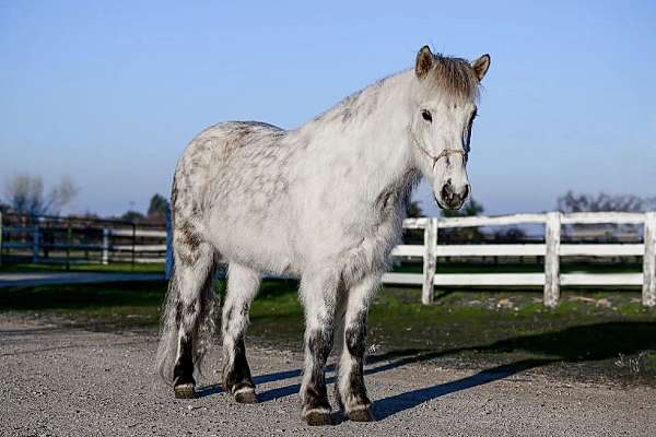 buck-icelandic-horse