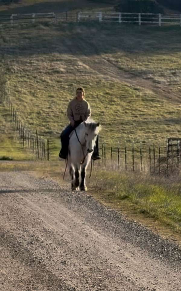 calm-icelandic-horse