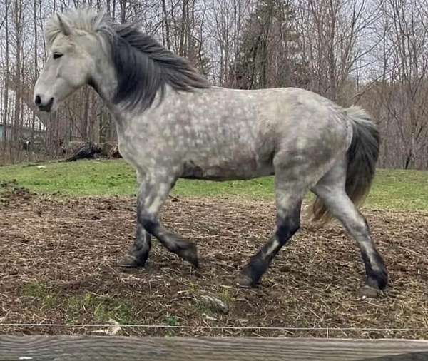 age-icelandic-horse