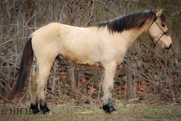 athletic-quarter-horse