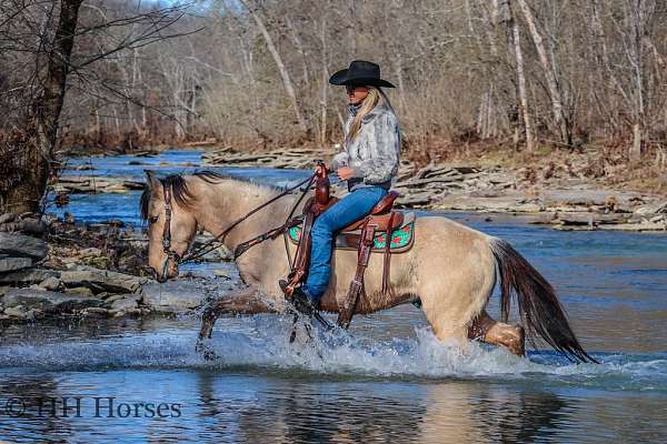 endurance-quarter-horse