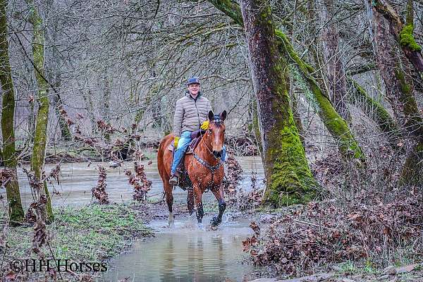 all-around-belgian-horse