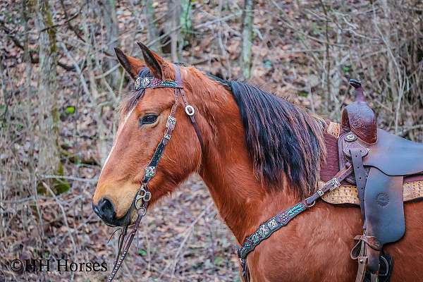 athletic-belgian-horse