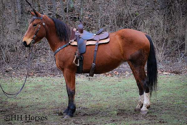 beginner-belgian-horse