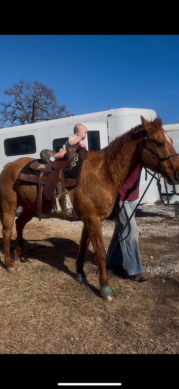 beginner-roping-gelding