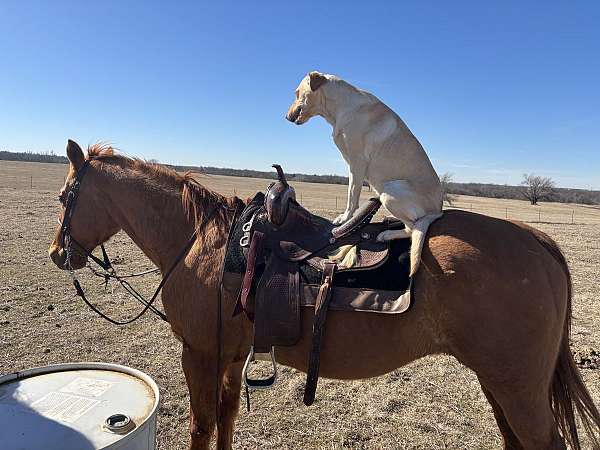 beginner-roping-horse