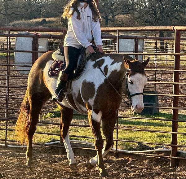 halter-quarter-horse