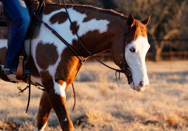 performance-quarter-horse