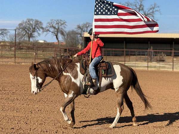 ridden-english-quarter-horse