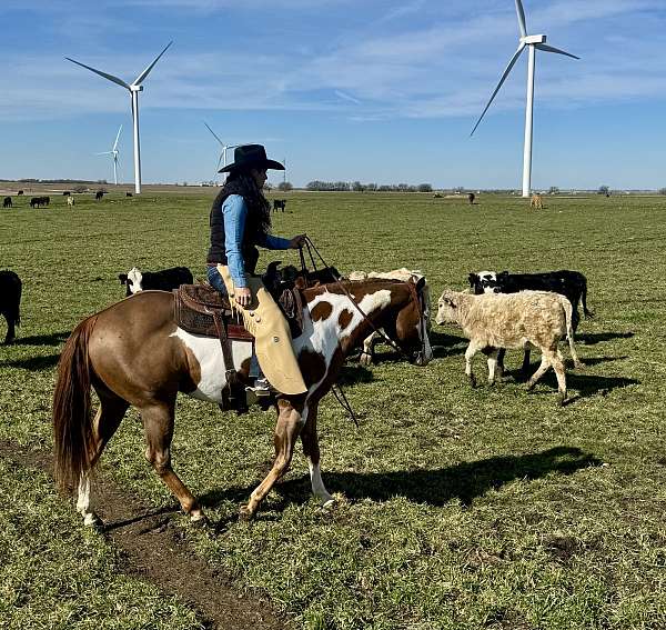 ridden-western-quarter-horse