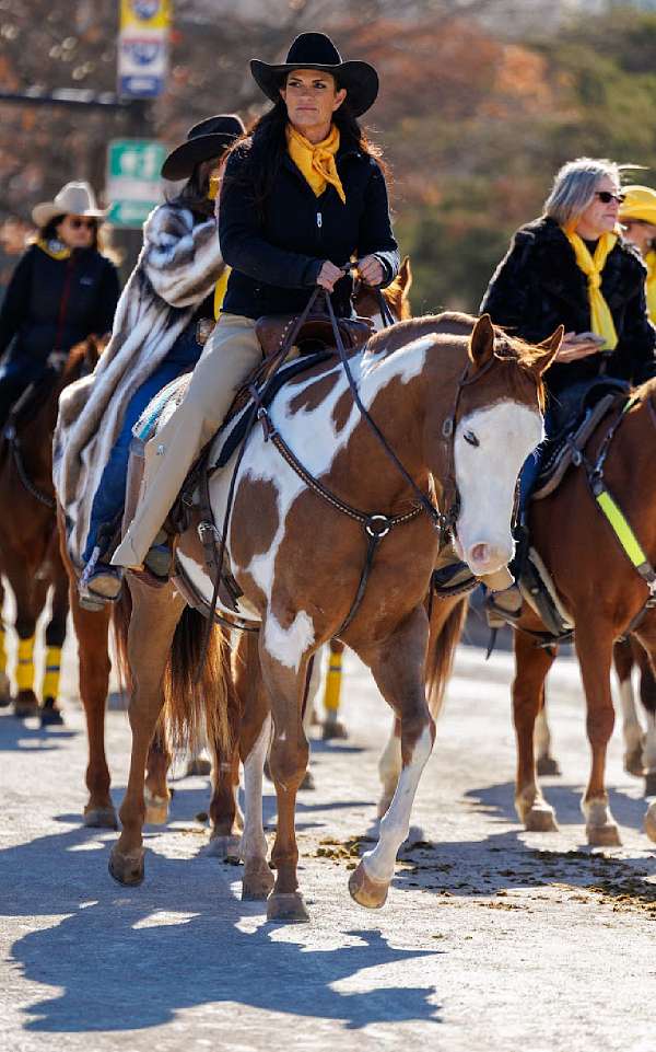 show-quarter-horse