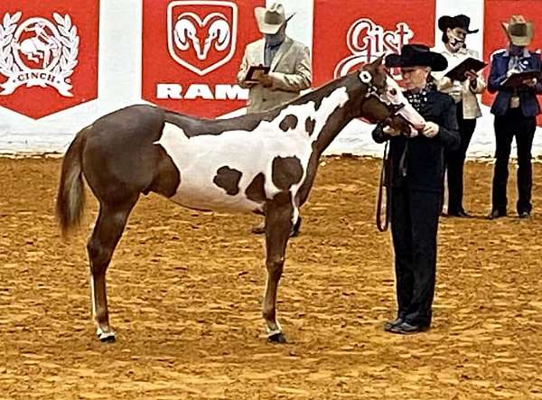 trail-riding-quarter-horse