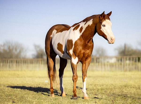 working-cattle-quarter-horse