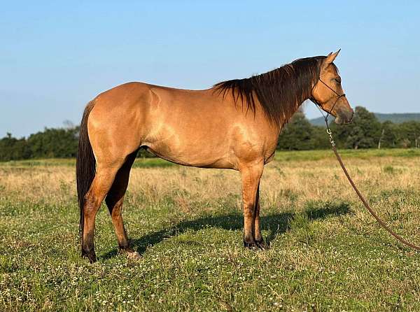 quarter-horse-mare