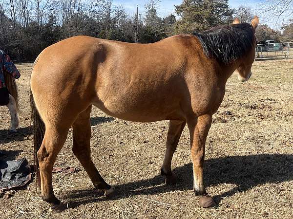 quarter-horse-for-sale